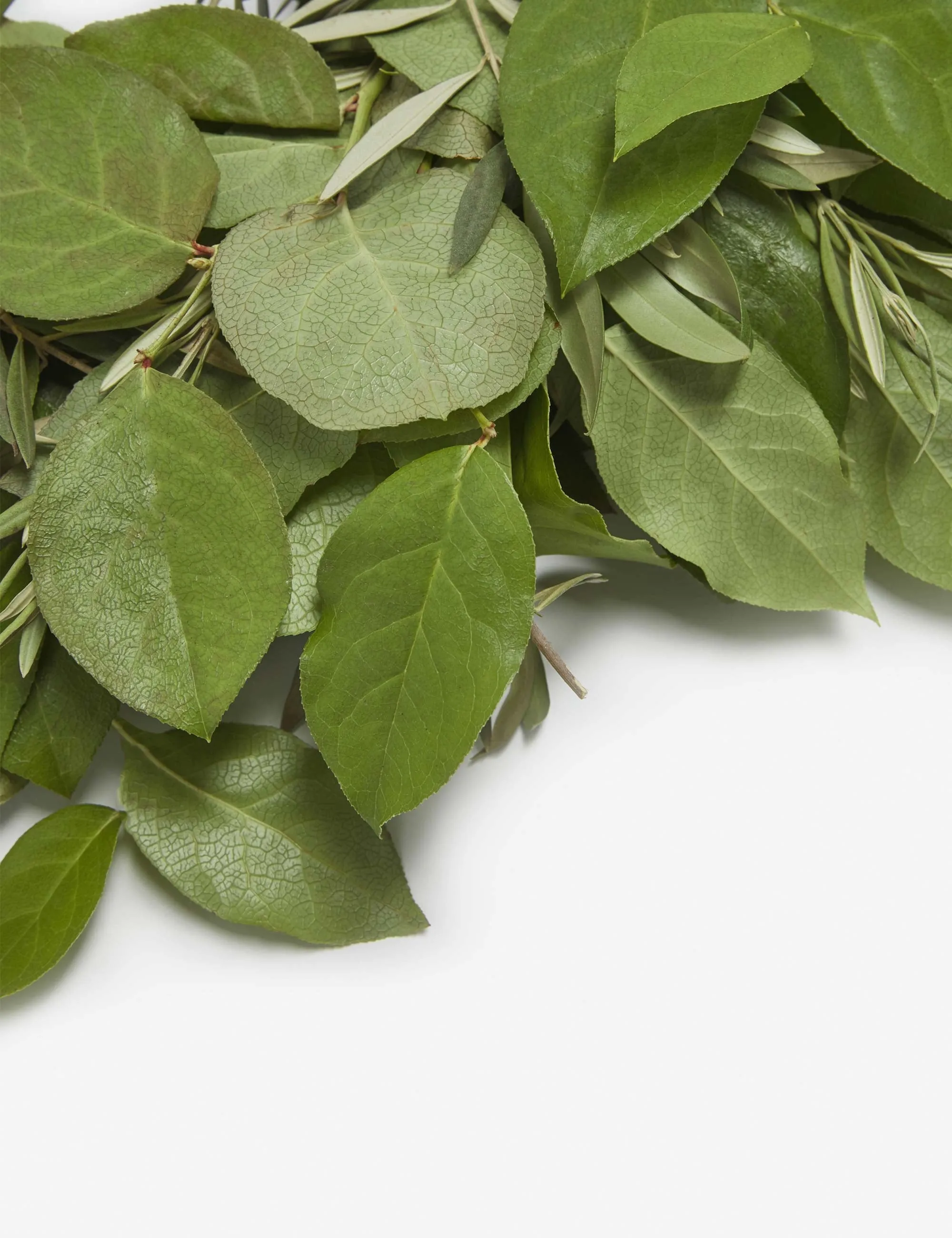Fresh Handmade Olive and Lemon Leaf Wreath