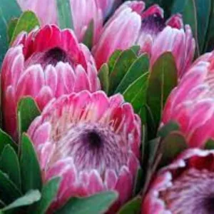 Protea Pink Ice 200mm