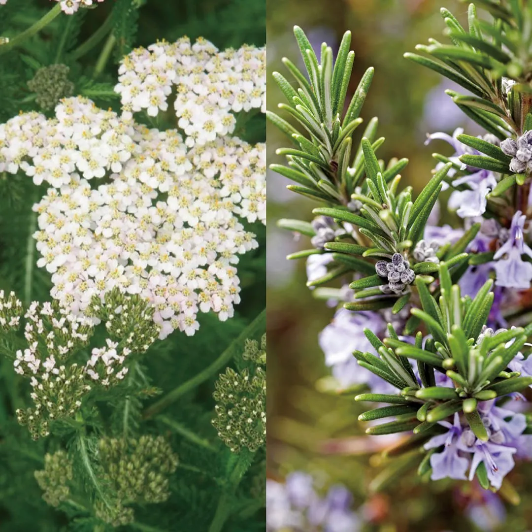 Rosemary and Yarrow Hydrosol