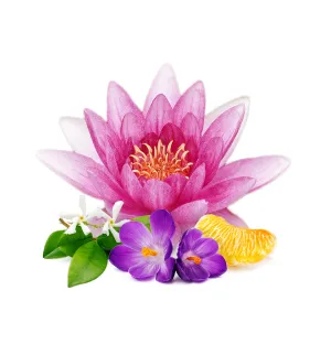 Waterlily and Jasmine Fragrance Oil